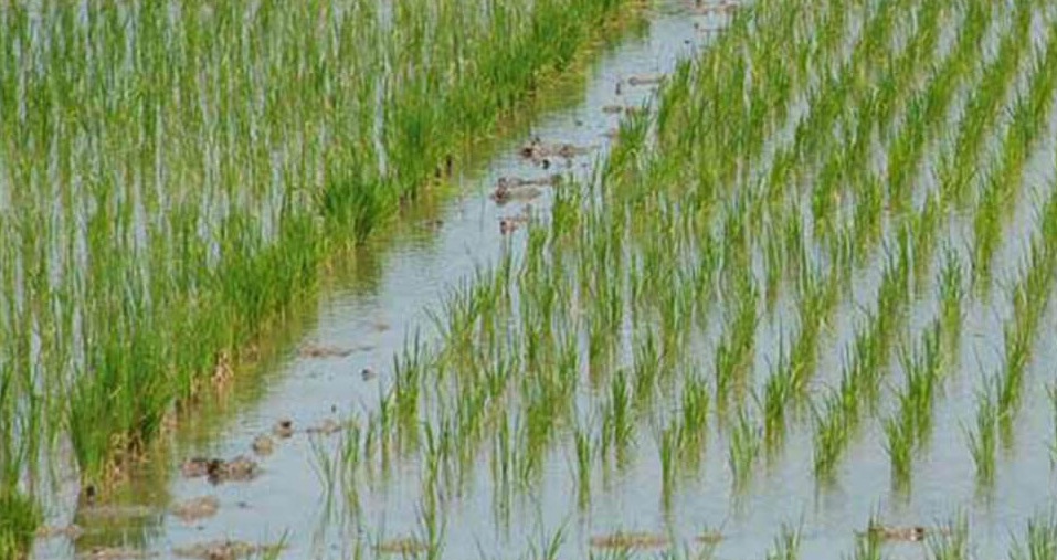 کشت برنج در خوزستان ممنوع شد/ اولویت تامین آب شرب در شرایط بحران کمآبی