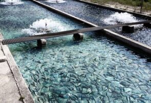 آغاز فصل برداشت ماهیان گرمابی در مزارع پرورشی خوزستان