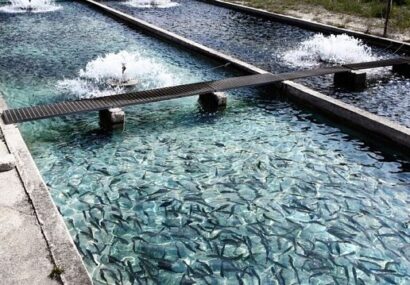 آغاز فصل برداشت ماهیان گرمابی در مزارع پرورشی خوزستان